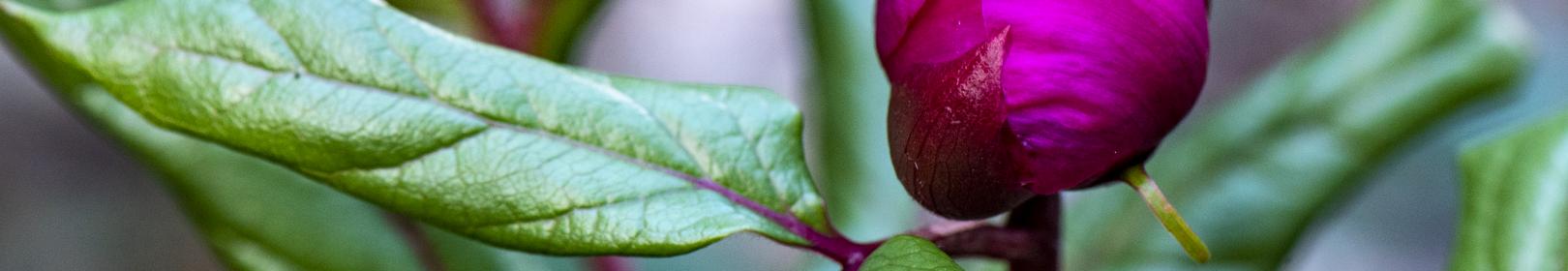 Bocciolo di rosa peonia (foto C.Mascia)