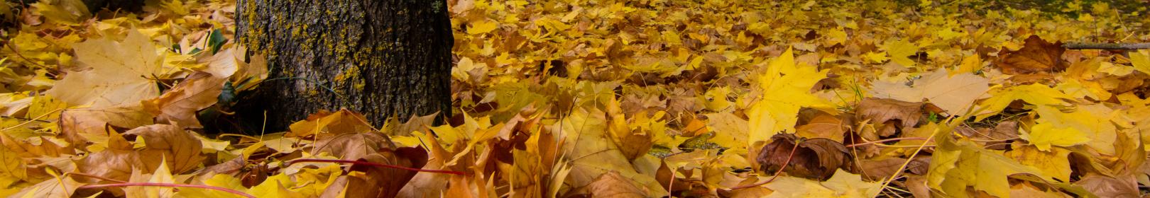 tappeto di foglie in un parco a Gairo (foto C.Mascia)