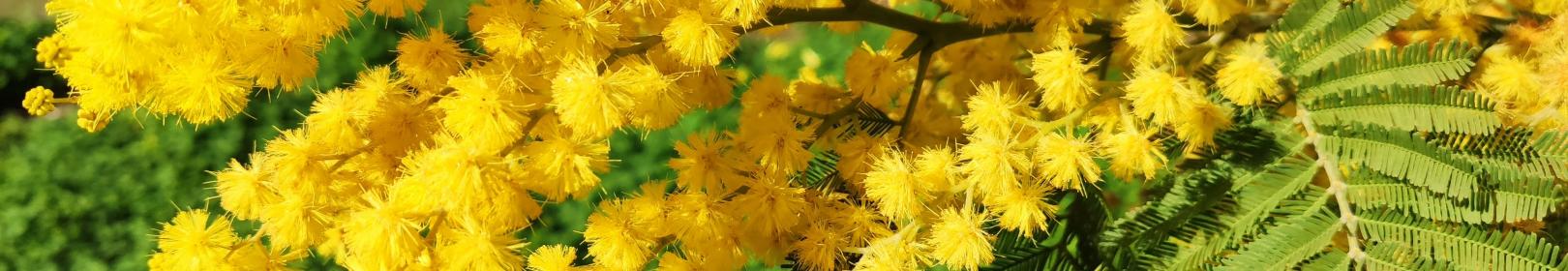 Mimosa, acacia dealbata, ramo con foglie e infiorescenza (foto A.Saba)